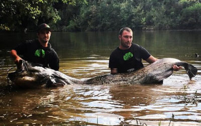 Un silure record du Monde dans le Tarn