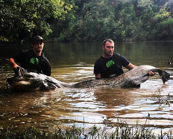 Un silure record du Monde dans le Tarn